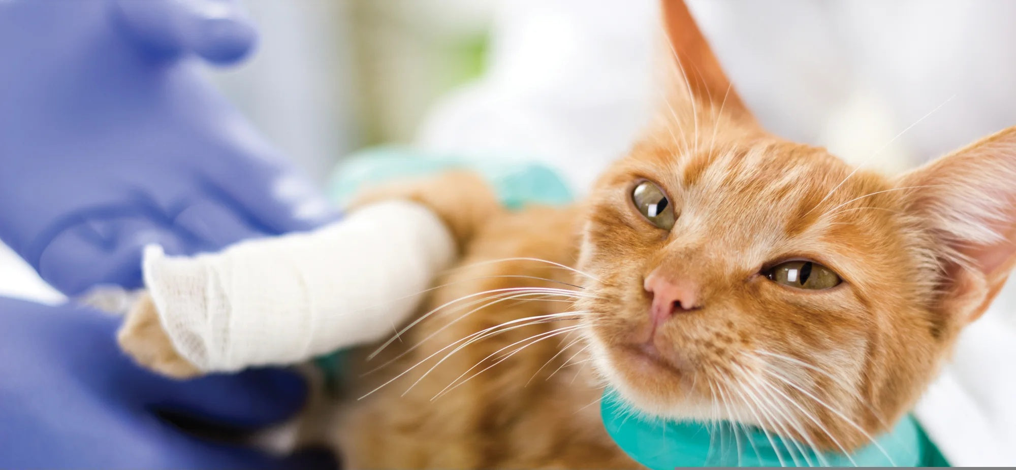Why Your Pets Should Be Spayed or Neutered