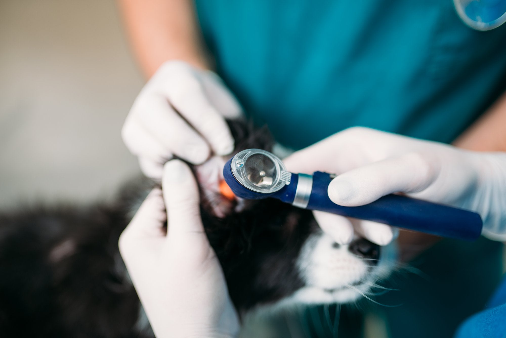 Is Cancer Prevention Possible for Dogs?