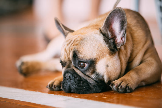 Bladder Stones in Dogs, dog bladder stones