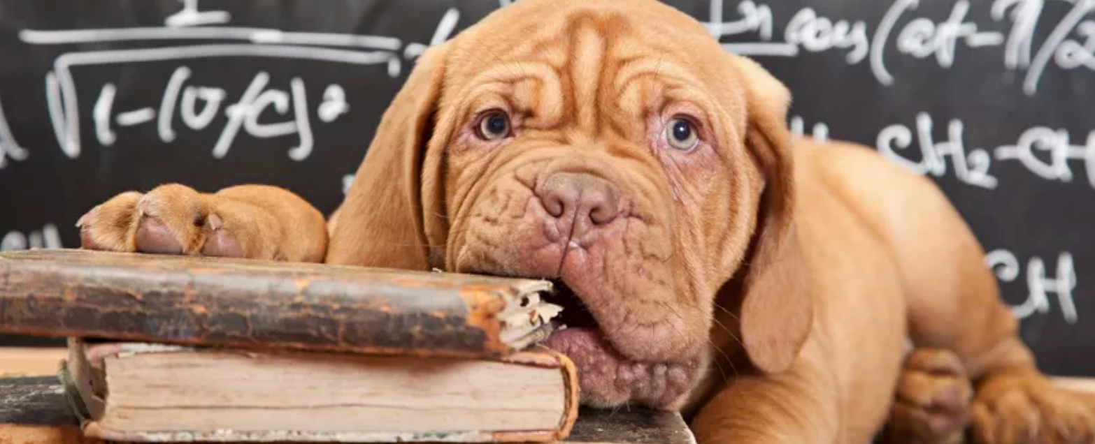 Gnawtlers® and Pet Parents® Dog Calming Supplements Together