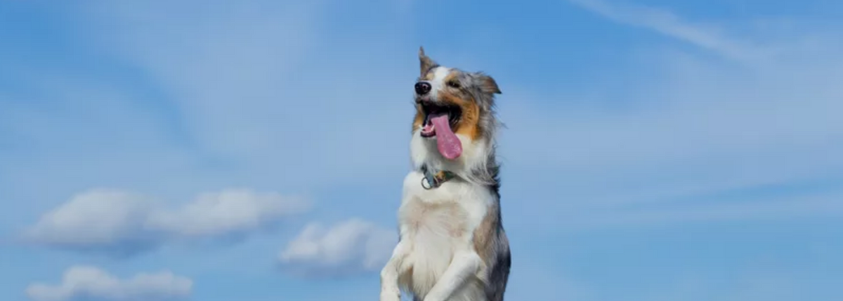 Signs of a Healthy Dog | Pet Parents®