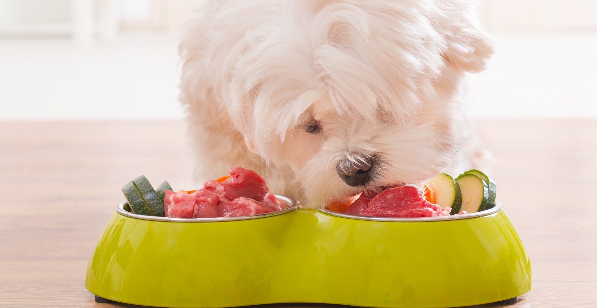 how to boost a dog's immune system naturally