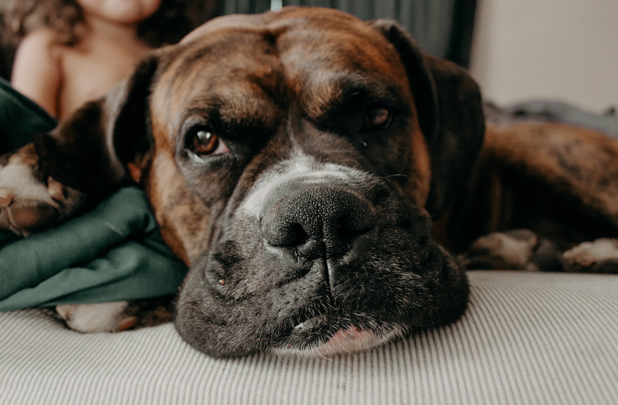 Types of Allergic Reactions in Dogs