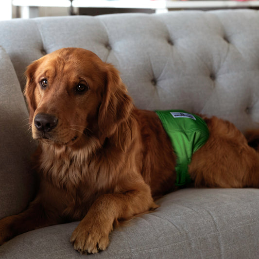 Belly Bands (3-Pack) + Extendrs®