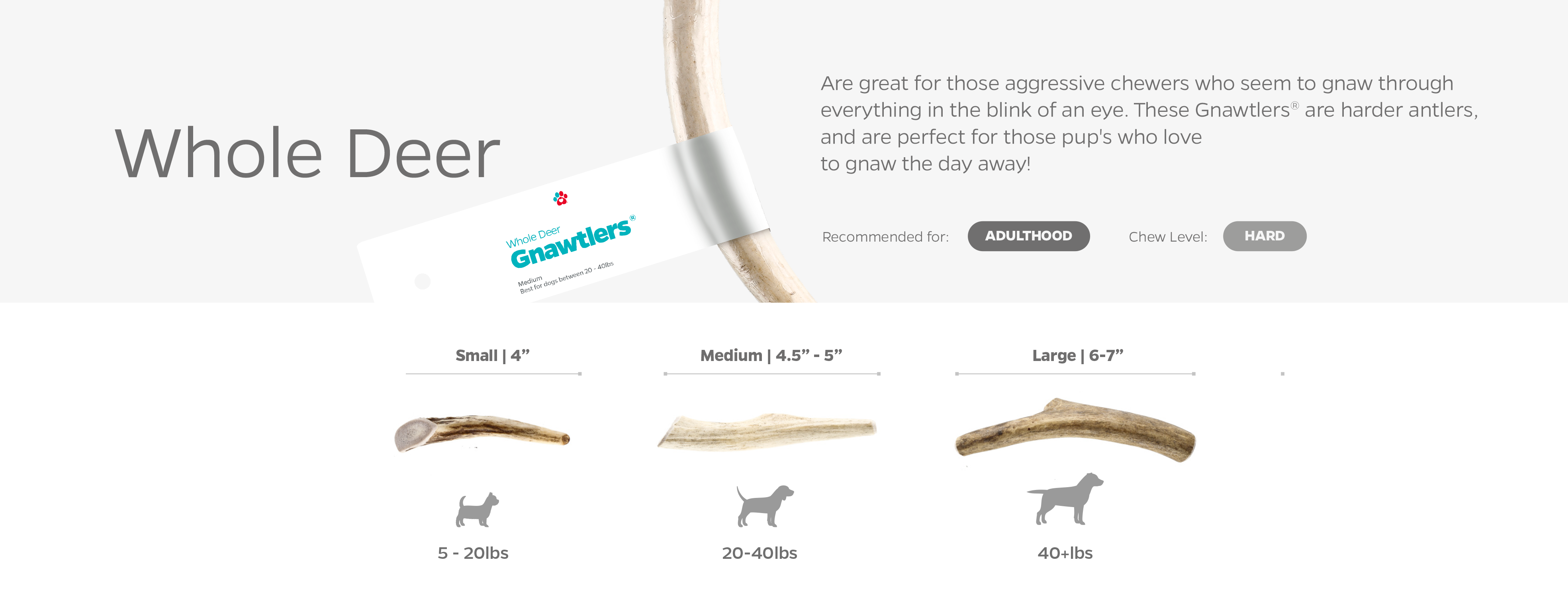 Gnawtlers antlers best sale