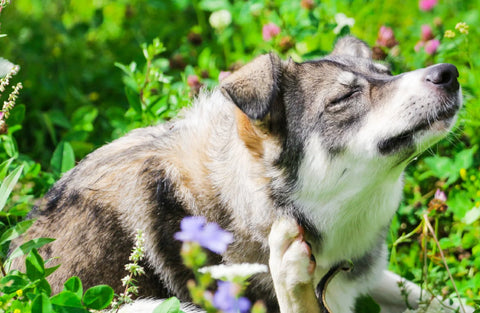 How to Get Rid of Dog Dandruff