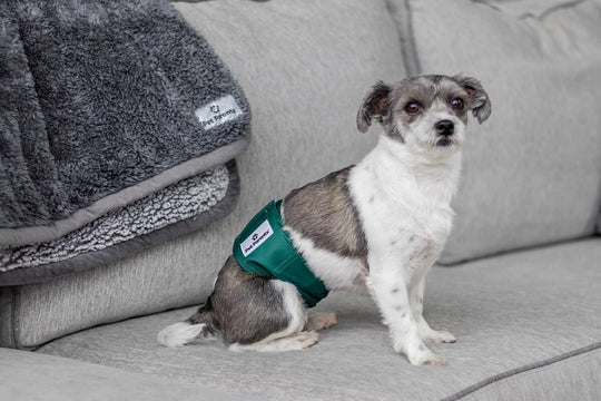 The 7 Best Dog Diapers And Wraps Of 2024