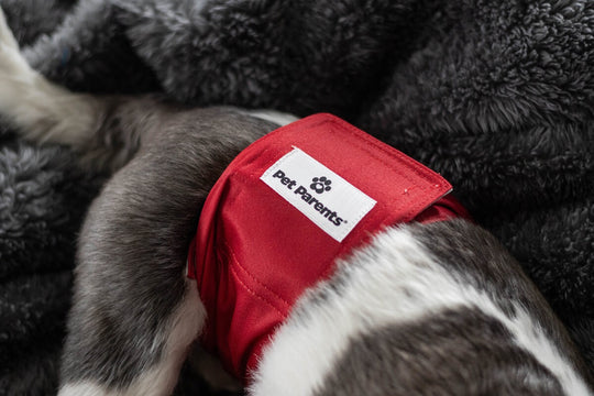 Pet Supplies Pet Parents Belly Bands Male Dog Diapers Pet Parents