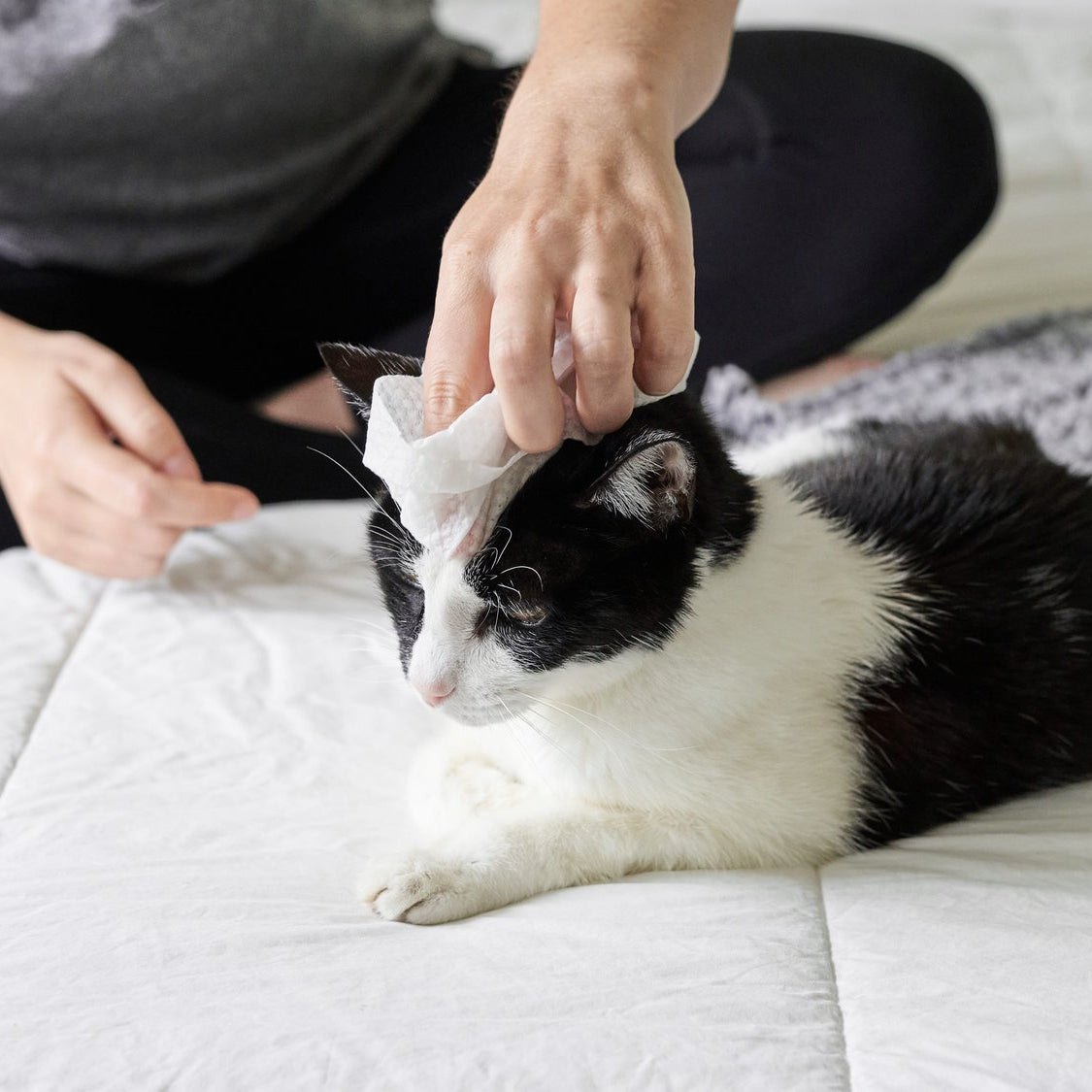 Cat All Purpose Pet WiPees™