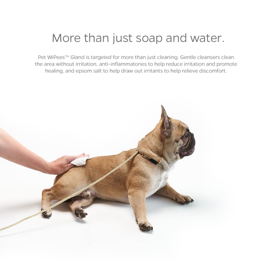 Dog wipes hot sale bum after poop