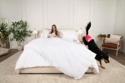 DiPees™ Disposable Dog Diapers