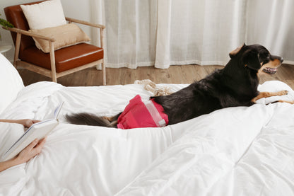 DiPees™ Disposable Dog Diapers