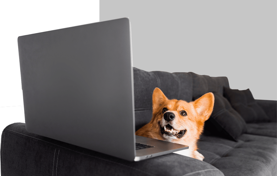 Pet Parenting Newsletter