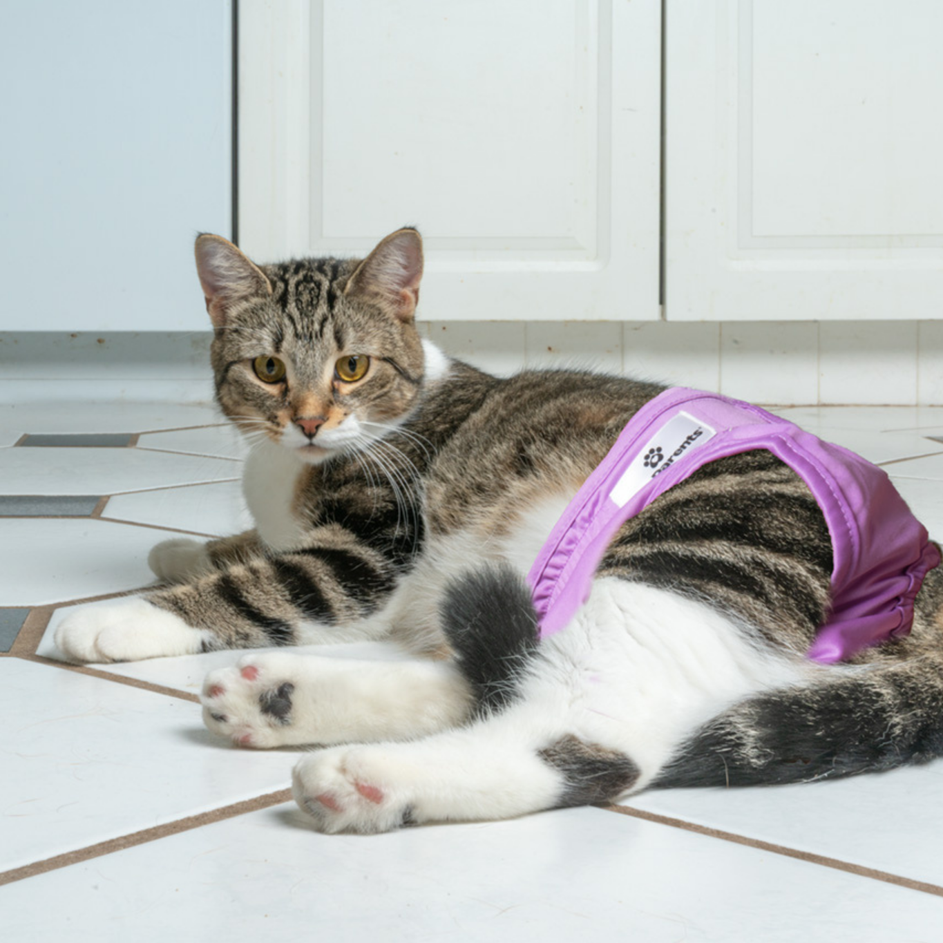 Cat Diapers (3-Pack)