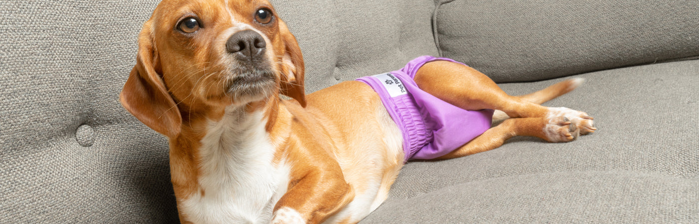 The 7 Best Dog Diapers And Wraps Of 2023