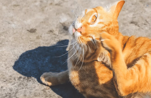 Itchy Cat Ears: Causes and Care
