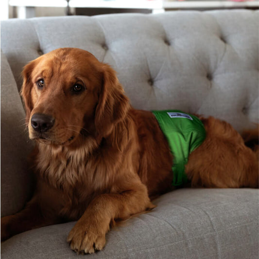 Belly Bands (3-Pack) + Extendrs®