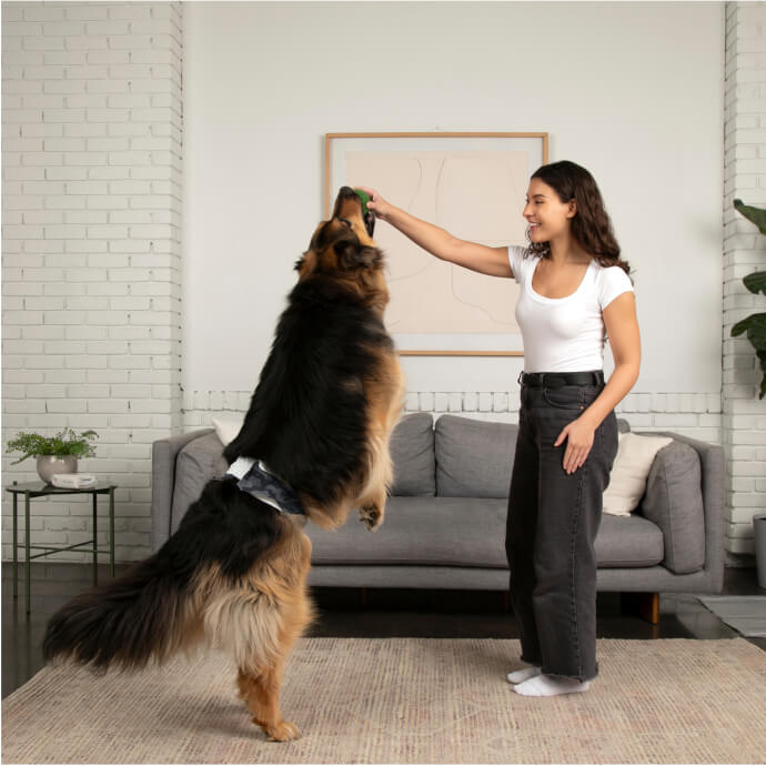 DiPees™ + Odor Control Disposable Belly Bands