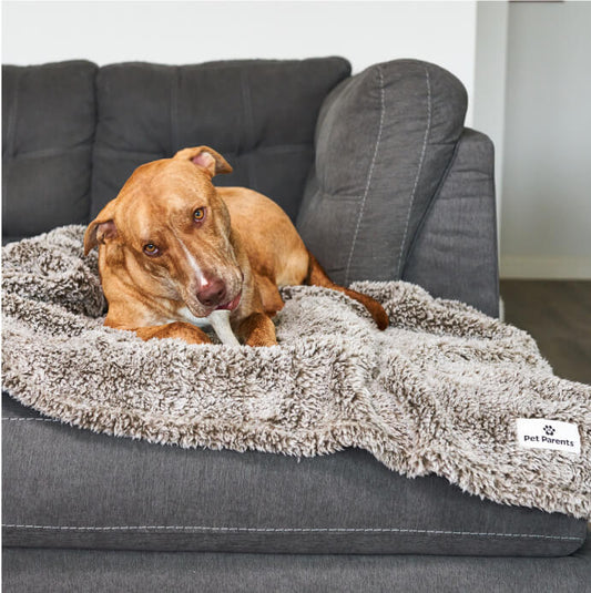 Pet Blanket