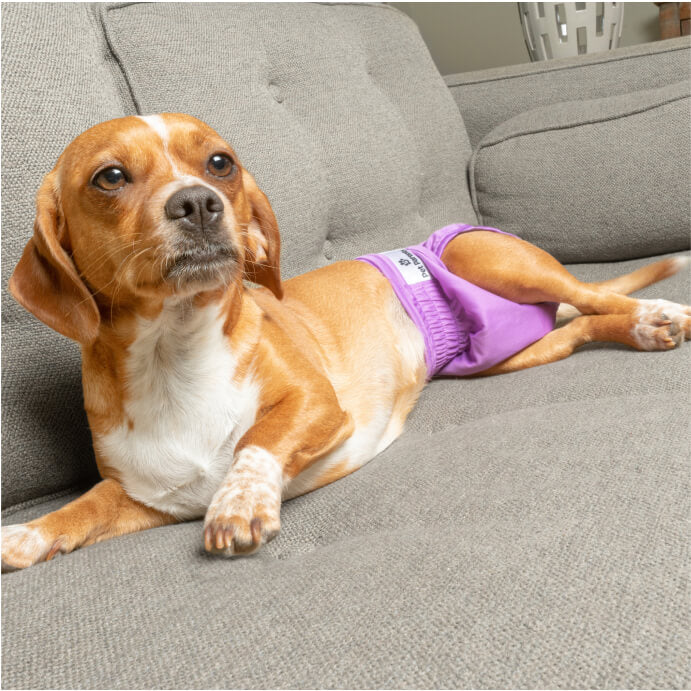 Dog Diapers (3-Pack) + Extendrs®