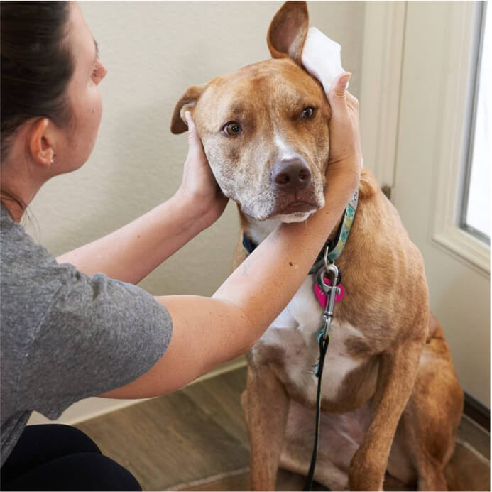 Ear Pet WiPees™
