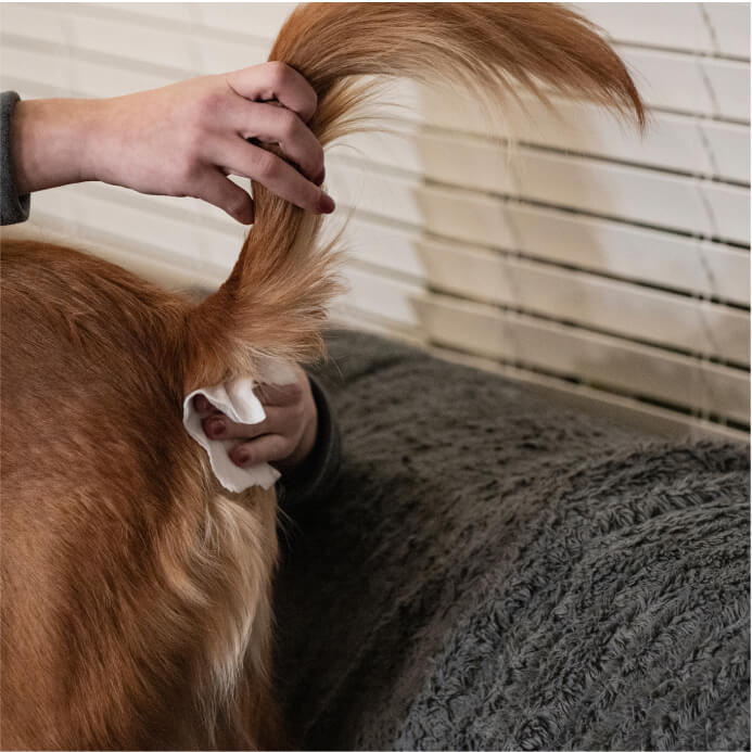 Gland Pet WiPees™