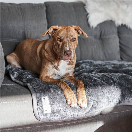 Pawtect® Blanket