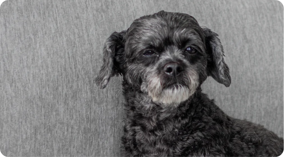 Can You Use Baby Wipes on Dogs?