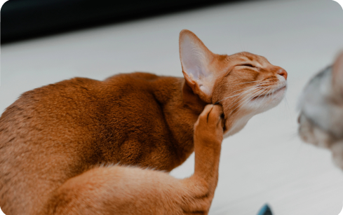 Itchy Cat Ears: Causes and Care