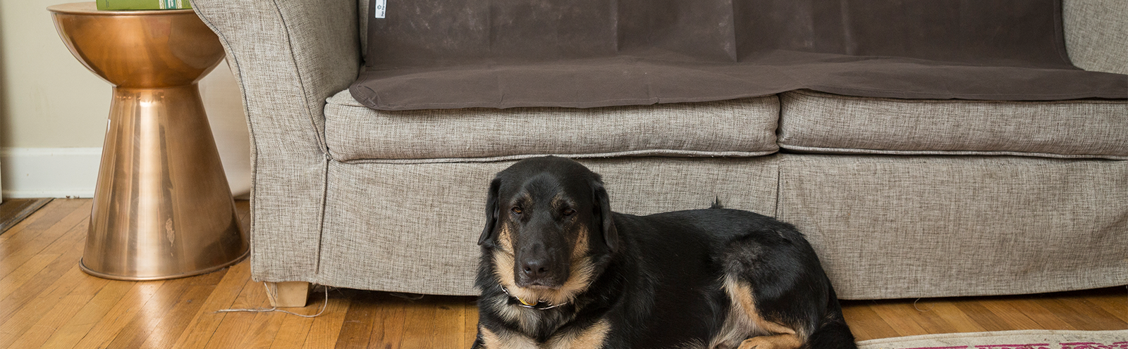 Mats to keep dog hotsell off couch