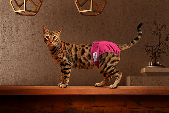 Pros & Cons of Using Cat Diapers: Is It Right for Your Cat? Vet
