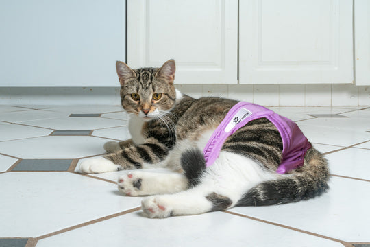 Kitty Knickers - Reusable Diapers Nappies for Cats